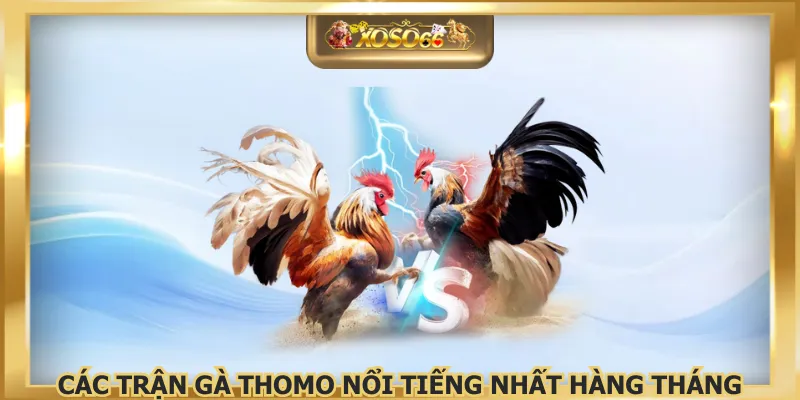 Các trận gà thomo nổi tiếng nhất hàng tháng