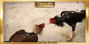 Đá Gà SV368 - Thưởng Thức Các Trận Cược Siêu Hấp Dẫn