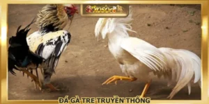 Đá Gà Tre Truyền Thống– Trải Nghiệm Sới Gà Đỉnh Cao