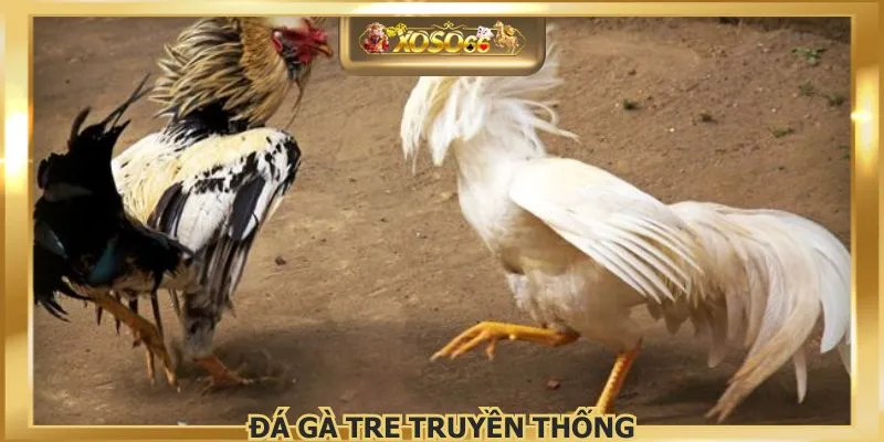 Đá Gà Tre Truyền Thống– Trải Nghiệm Sới Gà Đỉnh Cao