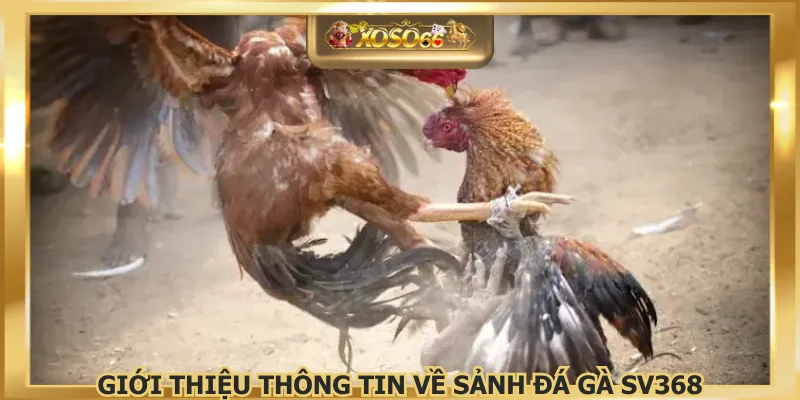 Giới thiệu thông tin về sảnh đá gà SV368