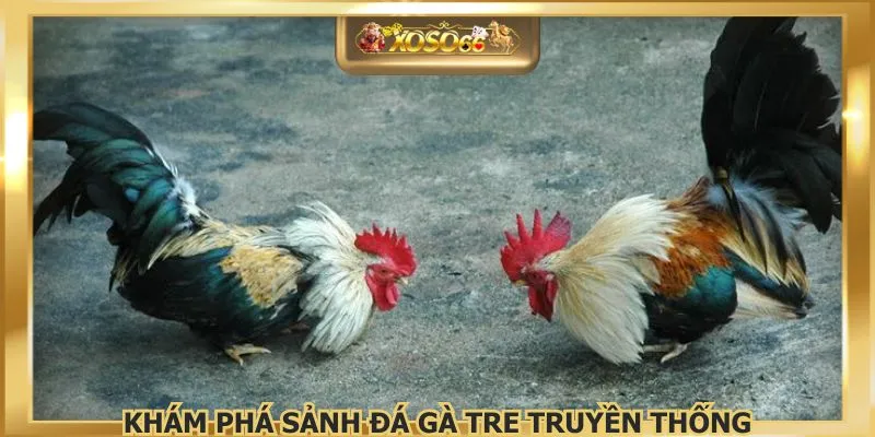 Khám phá sảnh đá gà tre truyền thống
