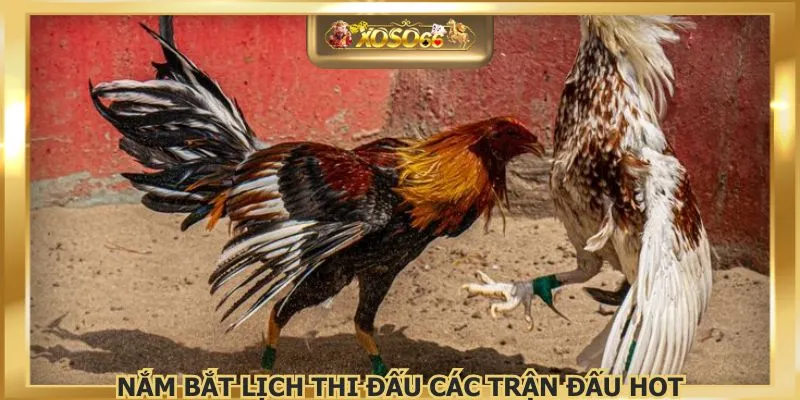 Nắm bắt lịch thi đấu các trận đấu hot