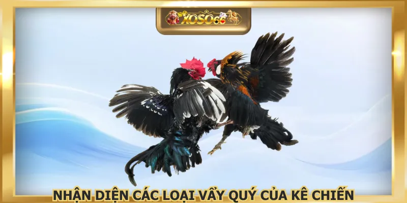 Nhận diện các loại vẩy quý của kê chiến