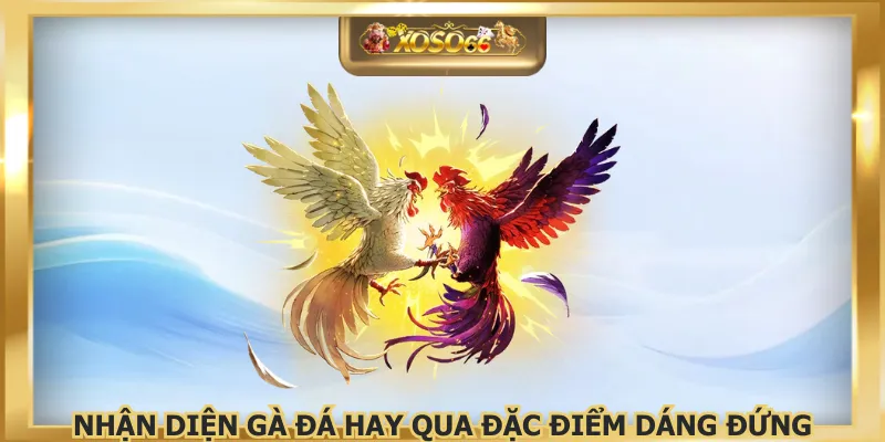 Nhận diện gà đá hay qua đặc điểm dáng đứng
