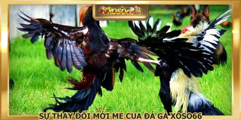 Sự thay đổi mới mẻ của đá gà XOSO66