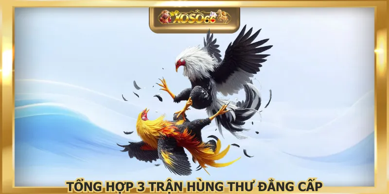 Tổng hợp 3 trận hùng thư đẳng cấp